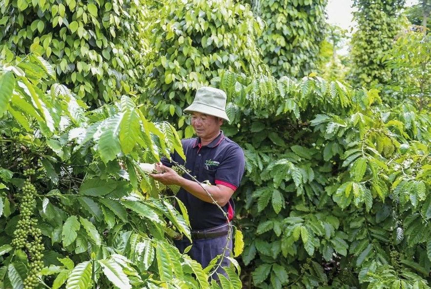Ngành hồ tiêu cần đáp ứng các tiêu chuẩn để tăng lợi thế cạnh tranh