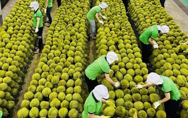 Ấn Độ chính thức mở cửa thị trường cho sầu riêng tươi Việt Nam