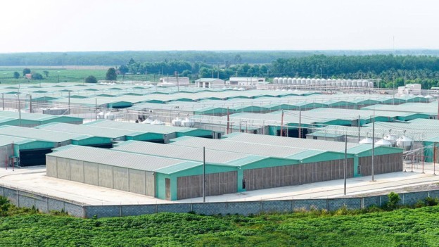 BAF 6 tháng đầu năm 2026: Tăng 61% sản lượng heo so với cùng kỳ năm trước, đẩy mạnh đầu tư cho chu kỳ tăng trưởng mới BAF 6 tháng đầu năm 2026: Tăng 61% sản lượng heo so với cùng kỳ năm trước, đẩy mạnh đầu tư cho chu kỳ tăng trưởng mới