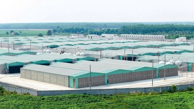 BAF 6 tháng đầu năm 2026: Tăng 61% sản lượng heo so với cùng kỳ năm trước, đẩy mạnh đầu tư cho chu kỳ tăng trưởng mới