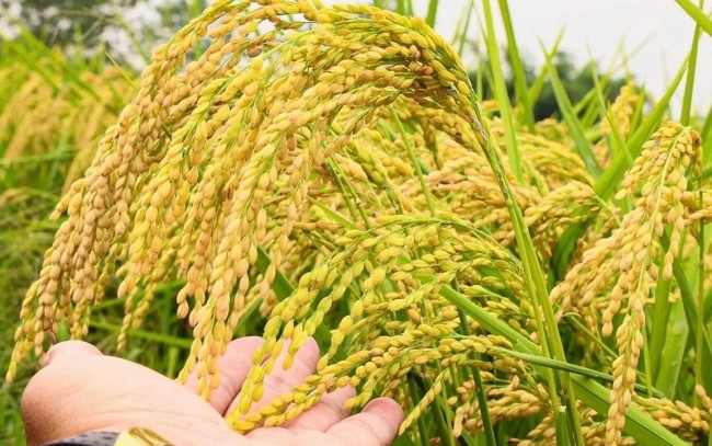 Ngày 1/8: Giá lúa tươi tại Đồng bằng sông Cửu Long biến động mạnh