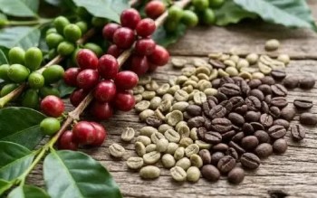 Ngày 1/8: Giá cà phê ổn định, hồ tiêu cao nhất 142.000 đồng/kg