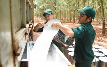Ngày 2/8: Giá cao su trên các sàn giao dịch châu Á đồng loạt tăng
