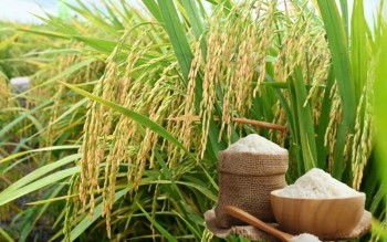 Ngày 2/8: Giá lúa gạo tại Đồng bằng sông Cửu Long ít biến động