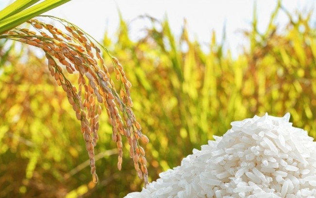 Ngày 3/8: Giá lúa gạo tại Đồng bằng sông Cửu Long bình ổn sáng đầu tuần