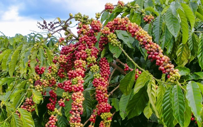 Ngày 3/8: Giá cà phê đồng loạt, hồ tiêu giảm nhẹ