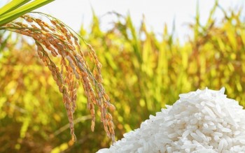 Ngày 3/8: Giá lúa gạo tại Đồng bằng sông Cửu Long bình ổn sáng đầu tuần