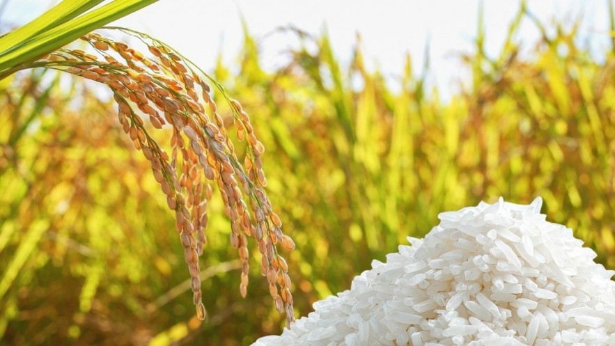 Ngày 3/8: Giá lúa gạo tại Đồng bằng sông Cửu Long bình ổn sáng đầu tuần Ngày 3/8: Giá lúa gạo tại Đồng bằng sông Cửu Long bình ổn sáng đầu tuần