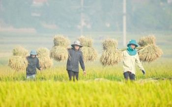 Đồng bộ giải pháp bình ổn giá, giảm áp lực chi phí cho sản xuất nông nghiệp