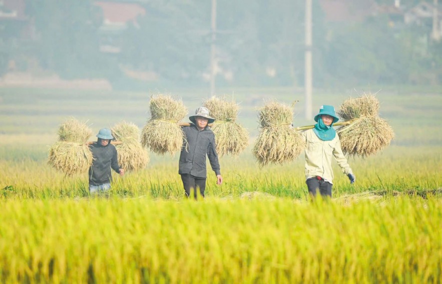 Đồng bộ giải pháp bình ổn giá, giảm áp lực chi phí cho sản xuất nông nghiệp