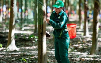 Ngày 4/8: Giá cao su trên các sàn giao dịch chủ chốt châu Á khởi sắc