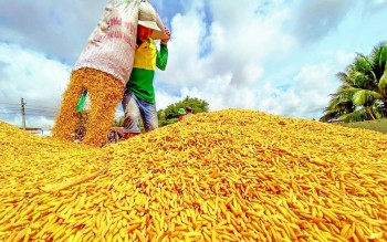 Ngày 4/8: Giá lúa tươi tại Đồng bằng sông Cửu Long giảm mạnh
