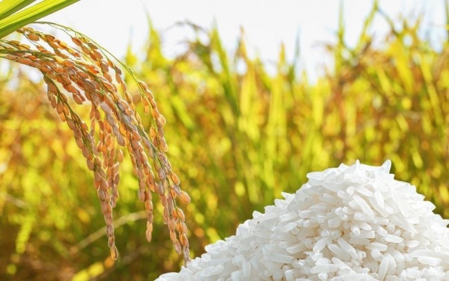 Ngày 5/8: Giá lúa gạo tại Đồng bằng sông Cửu Long ít biến động
