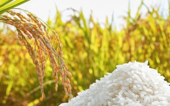 Ngày 5/8: Giá lúa gạo tại Đồng bằng sông Cửu Long ít biến động