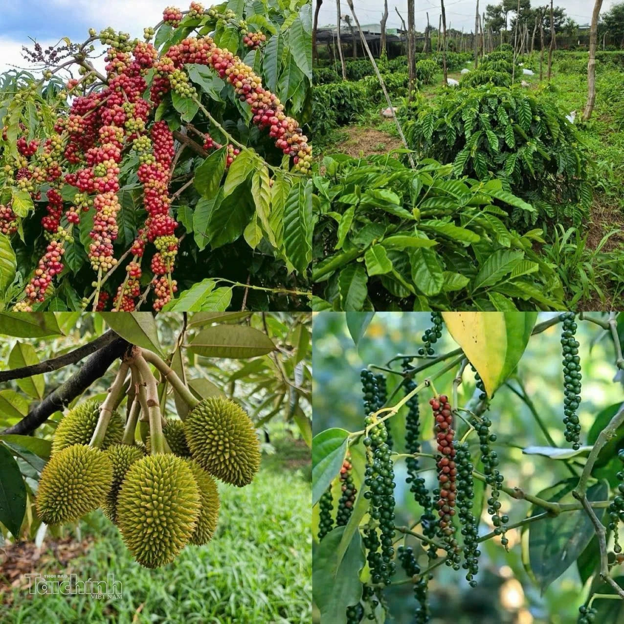 Thuế tỉnh Đắk Lắk siết quản lý thuế nông sản để giữ sức cạnh tranh cho doanh nghiệp