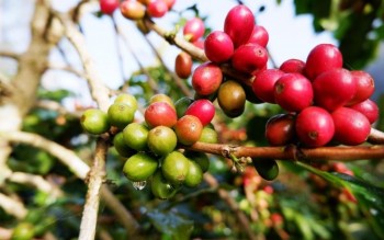 Ngày 6/8: Giá cà phê tăng mạnh, hồ tiêu lặng sóng