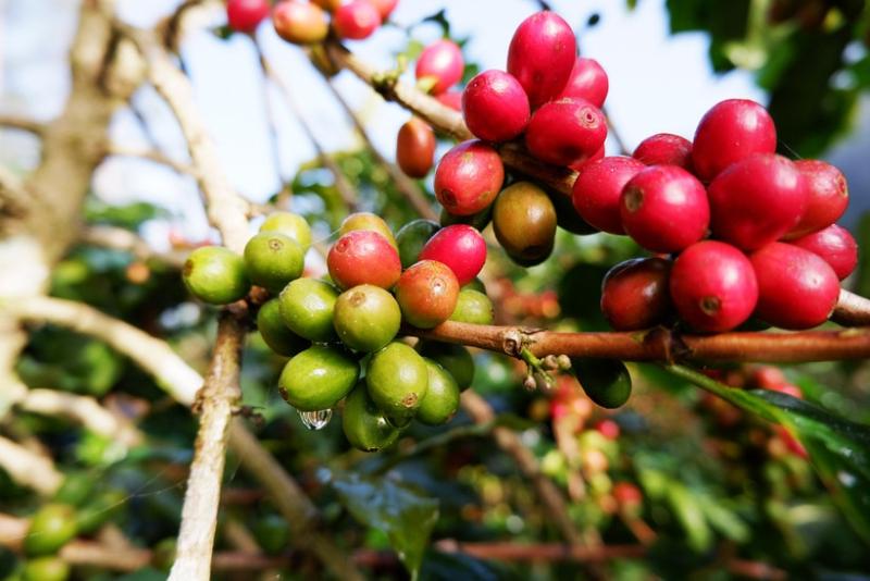 Ngày 6/8: Giá cà phê tăng mạnh, hồ tiêu lặng sóng giacaphe_1785917349.jpg