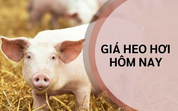 Ngày 7/8: Giá heo hơi giảm xuống dưới mốc 60.000 đồng/kg