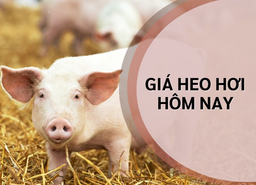 Ngày 7/8: Giá heo hơi giảm xuống dưới mốc 60.000 đồng/kg