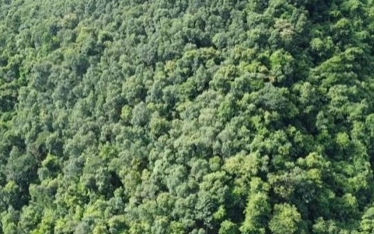 EU tài trợ 20 triệu EUR thúc đẩy chuỗi giá trị lâm nghiệp xanh tại Việt Nam
