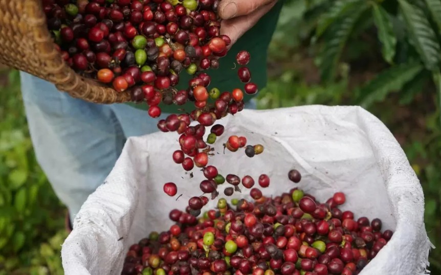 Ngày 9/8: Giá cà phê tiếp tục giảm, hồ tiêu cao nhất ở mức 141.000 đồng/kg
