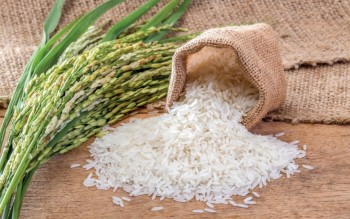 Ngày 9/8: Giá lúa gạo tại Đồng bằng sông Cửu Long ít biến động