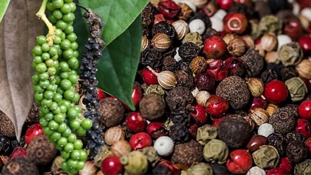 Ngày 9/8: Giá cà phê tiếp tục giảm, hồ tiêu cao nhất ở mức 141.000 đồng/kg giatieu_1786177490.jpg