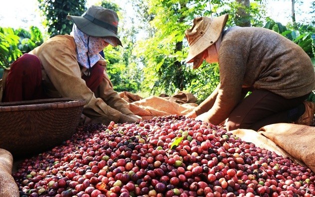 Việt Nam - Uganda thúc đẩy hợp tác phát triển ngành cà phê bền vững
