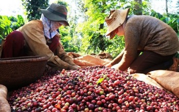 Việt Nam - Uganda thúc đẩy hợp tác phát triển ngành cà phê bền vững