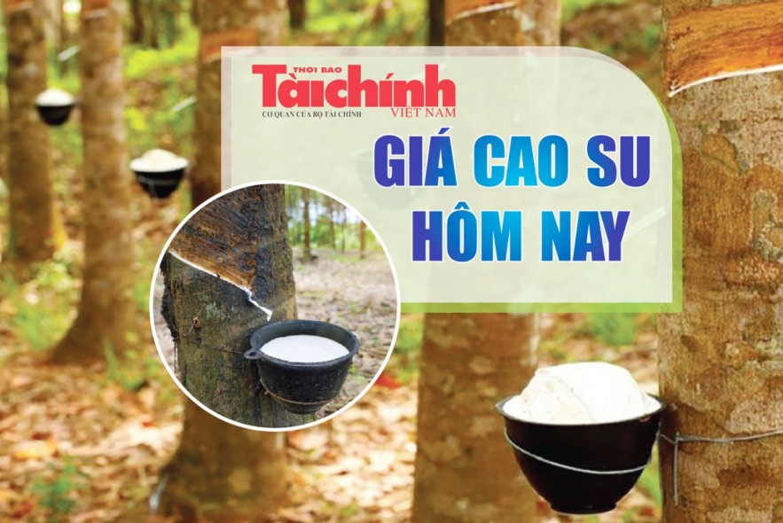 Ngày 12/8: Giá cao su trên các sàn giao dịch chủ chốt châu Á tiếp đà tăng