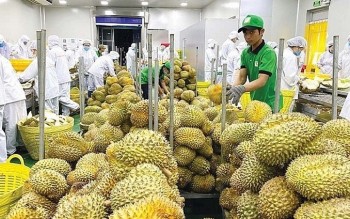 Mở rộng thị trường, nâng chuẩn để sầu riêng Việt tăng giá trị xuất khẩu