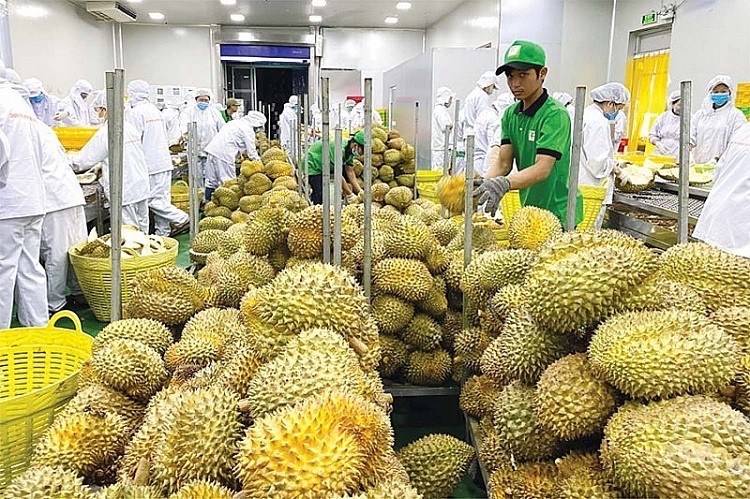 Sầu riêng Việt hướng tới ngành hàng xuất khẩu tỷ USD