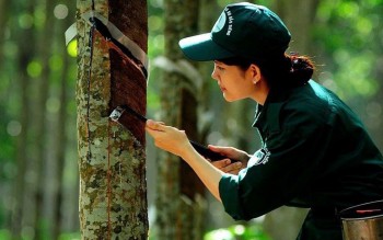 Thị trường các-bon mở thêm cơ hội cho cao su Việt