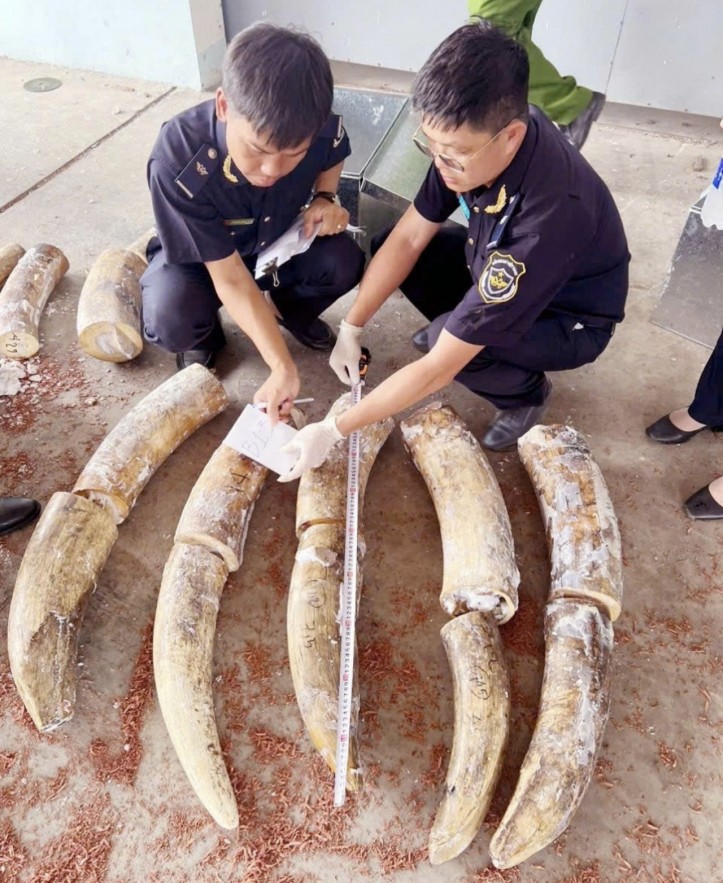 Hải quan triệt phá vụ buôn lậu ngà voi lớn tại miền Trung, thu giữ hơn 1,2 tấn tang vật Hải quan triệt phá vụ buôn lậu ngà voi lớn tại miền Trung, thu giữ hơn 1,2 tấn tang vật