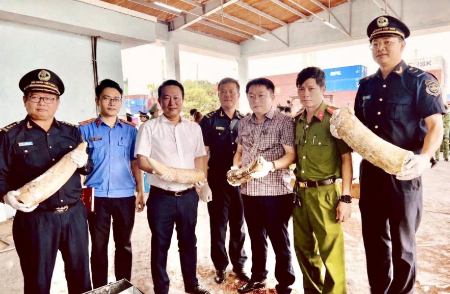 Hải quan triệt phá vụ buôn lậu ngà voi lớn tại miền Trung, thu giữ hơn 1,2 tấn tang vật Hải quan triệt phá vụ buôn lậu ngà voi lớn tại miền Trung, thu giữ hơn 1,2 tấn tang vật
