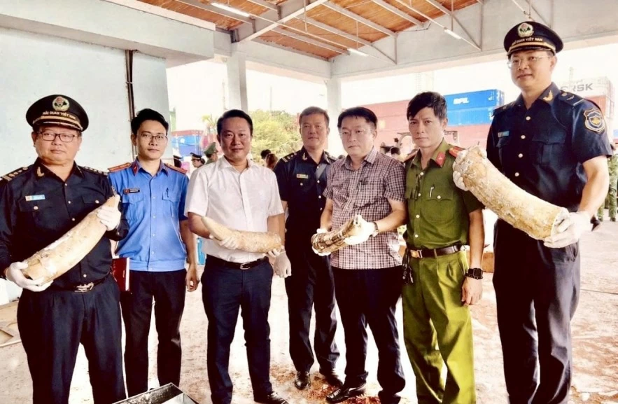 Hải quan triệt phá vụ buôn lậu ngà voi lớn tại miền Trung, thu giữ hơn 1,2 tấn tang vật