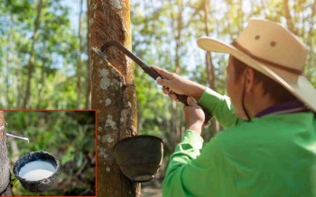 Ngày 13/8: Giá cao su thế giới duy trì đà tăng, trong nước ổn định
