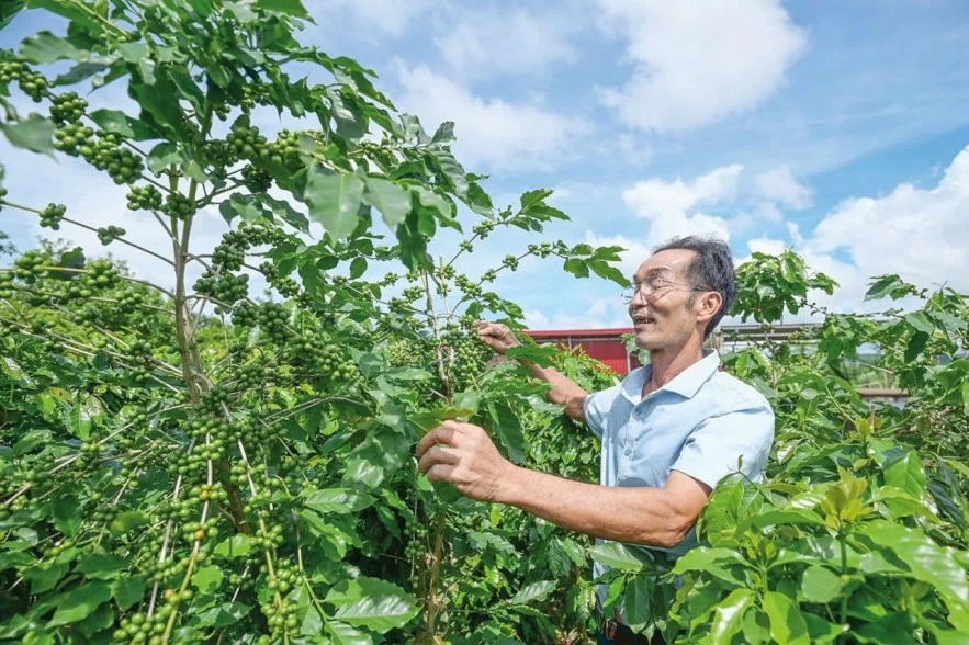 Giá cà phê phục hồi trước biến động thời tiết và nguồn cung Giá cà phê phục hồi trước biến động thời tiết và nguồn cung