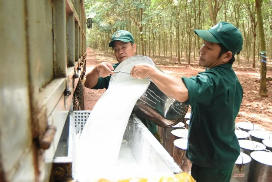 Ngày 16/8: Giá cao su thế giới đồng loạt giảm