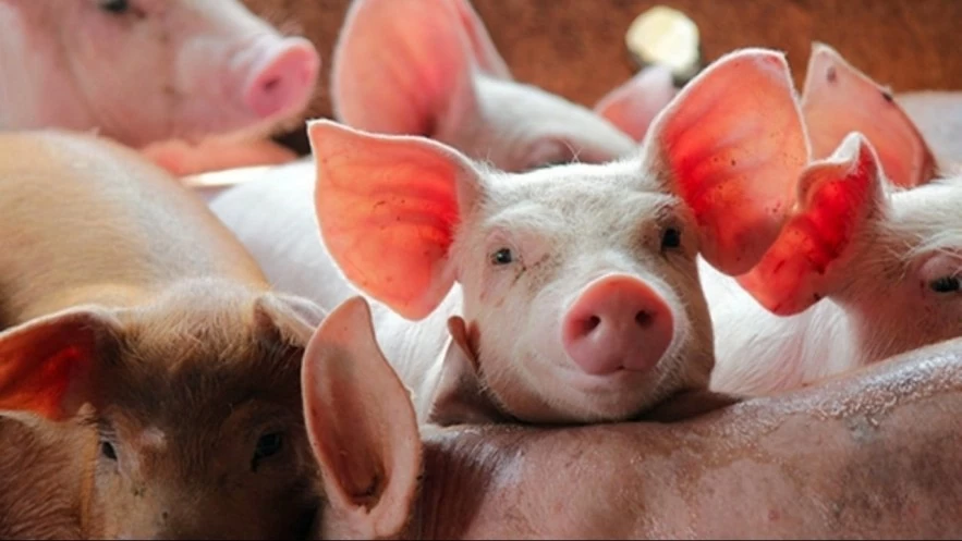 Ngày 17/8: Giá heo hơi áp sát mốc 55.000 đồng/kg Ngày 17/8: Giá heo hơi áp sát mốc 55.000 đồng/kg