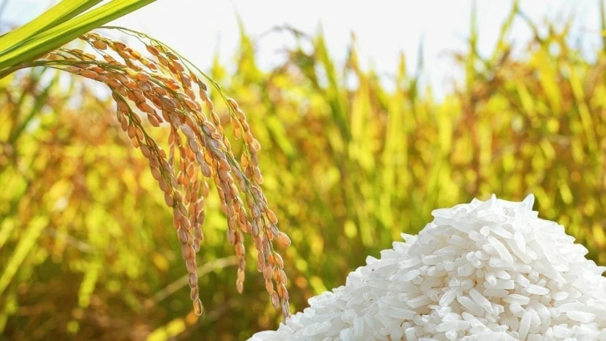 Ngày 17/8: Giá lúa gạo tại Đồng bằng sông Cửu Long sáng đầu tuần ít biến động Ngày 17/8: Giá lúa gạo tại Đồng bằng sông Cửu Long sáng đầu tuần ít biến động