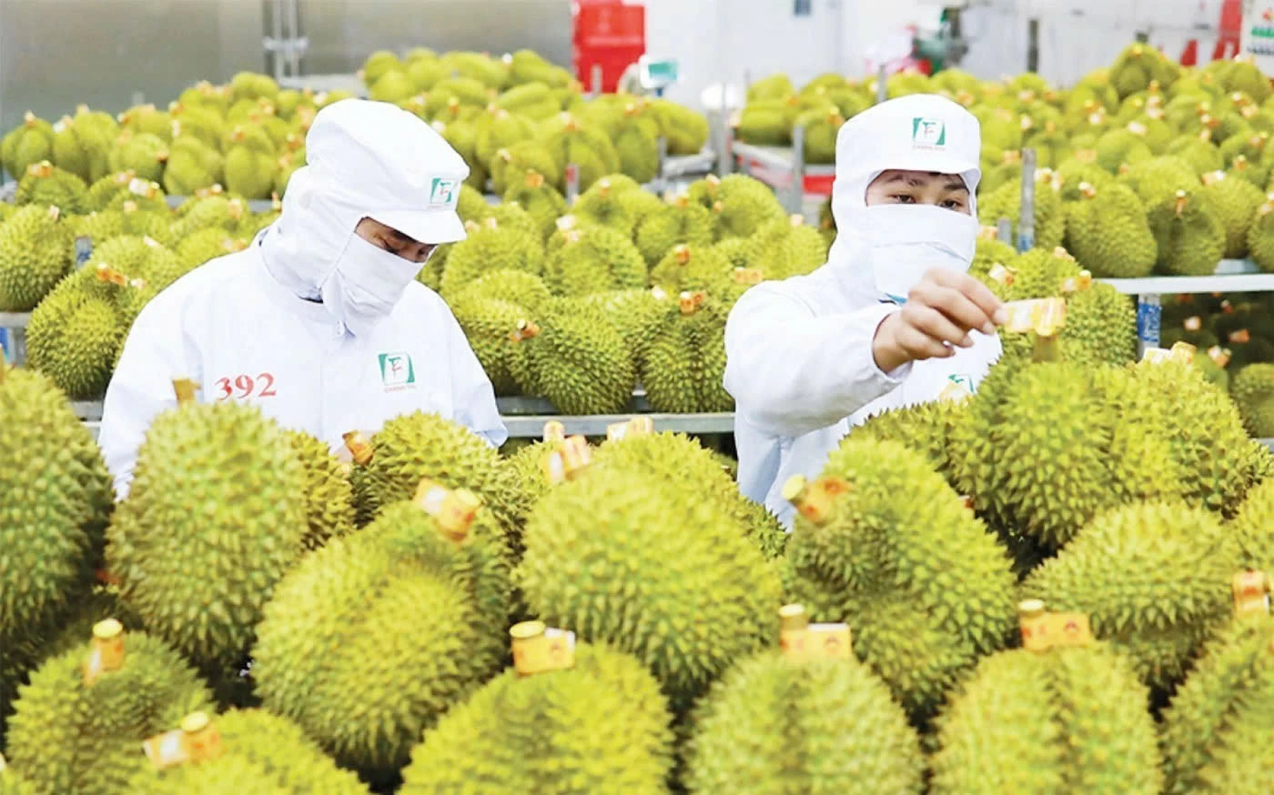 Xuất khẩu tăng, giá giảm - sầu riêng cần cú hích từ thị trường nội địa