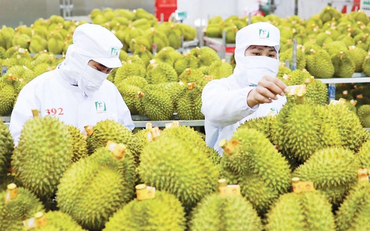Xuất khẩu sầu riêng tăng nhưng giá giảm, cần cú hích từ thị trường nội địa