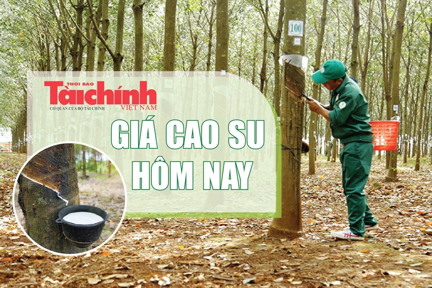 Ngày 18/8: Giá cao su thế giới đồng loạt phục hồi Ngày 18/8: Giá cao su thế giới đồng loạt phục hồi