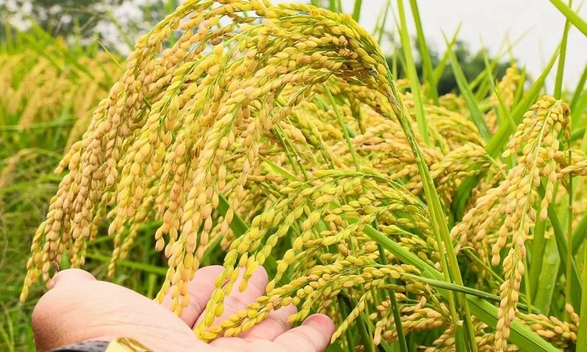 Ngày 19/8: Giá lúa tươi tại Đồng bằng sông Cửu Long biến động trái chiều