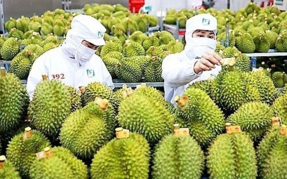 Sầu riêng Việt Nam: Gỡ điểm nghẽn xuất khẩu, thông quan và vốn