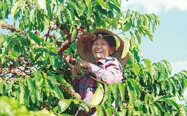 gia ca phe duoc ho tro tu luong hang ton kho thap trong ngan han