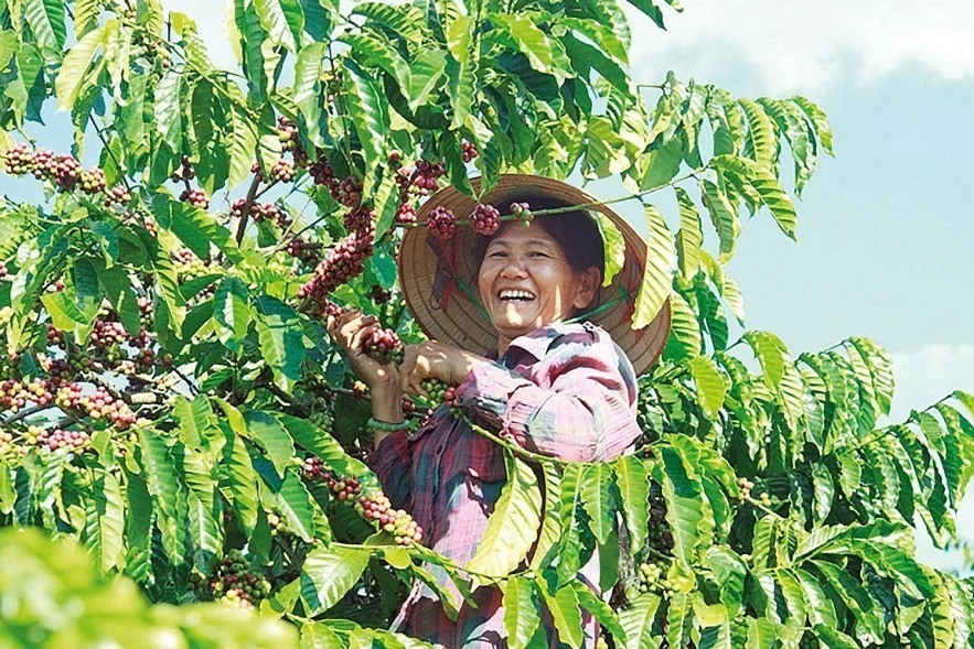 Giá cà phê được hỗ trợ từ lượng hàng tồn kho thấp trong ngắn hạn Giá cà phê được hỗ trợ từ lượng hàng tồn kho thấp trong ngắn hạn