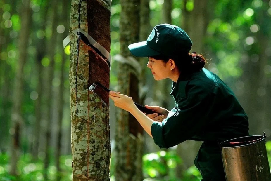 Ngày 23/8: Giá cao su tiếp tục tăng trên các sàn giao dịch châu Á Ngày 23/8: Giá cao su tiếp tục tăng trên các sàn giao dịch châu Á