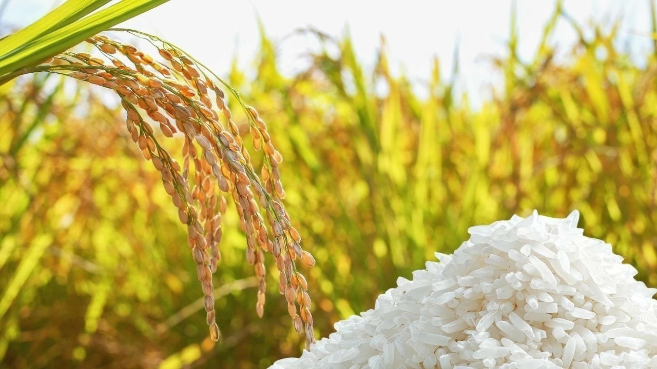 Ngày 25/8: Giá lúa gạo tại Đồng bằng sông Cửu Long ít biến động